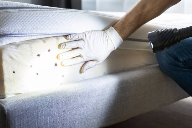 Best Flea Control Services  in Riverside, MO