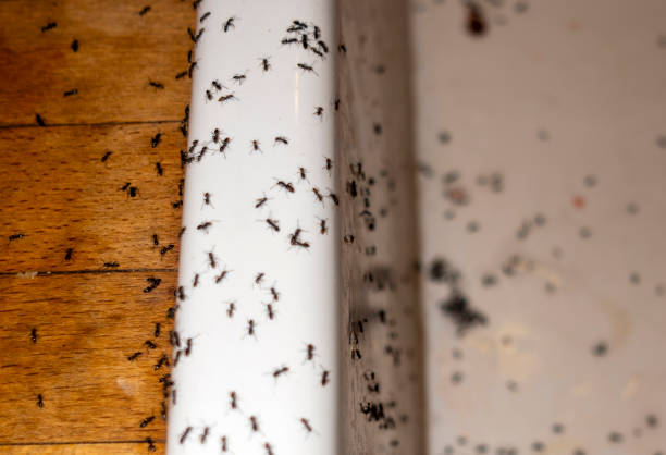 Best Affordable Pest Control Services  in Riverside, MO