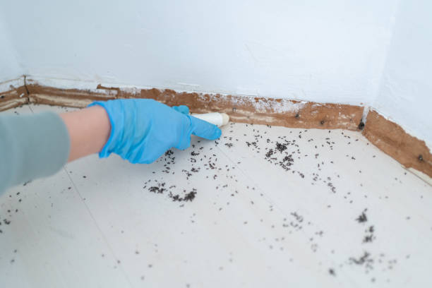 Best Local Pest Control Services  in Riverside, MO